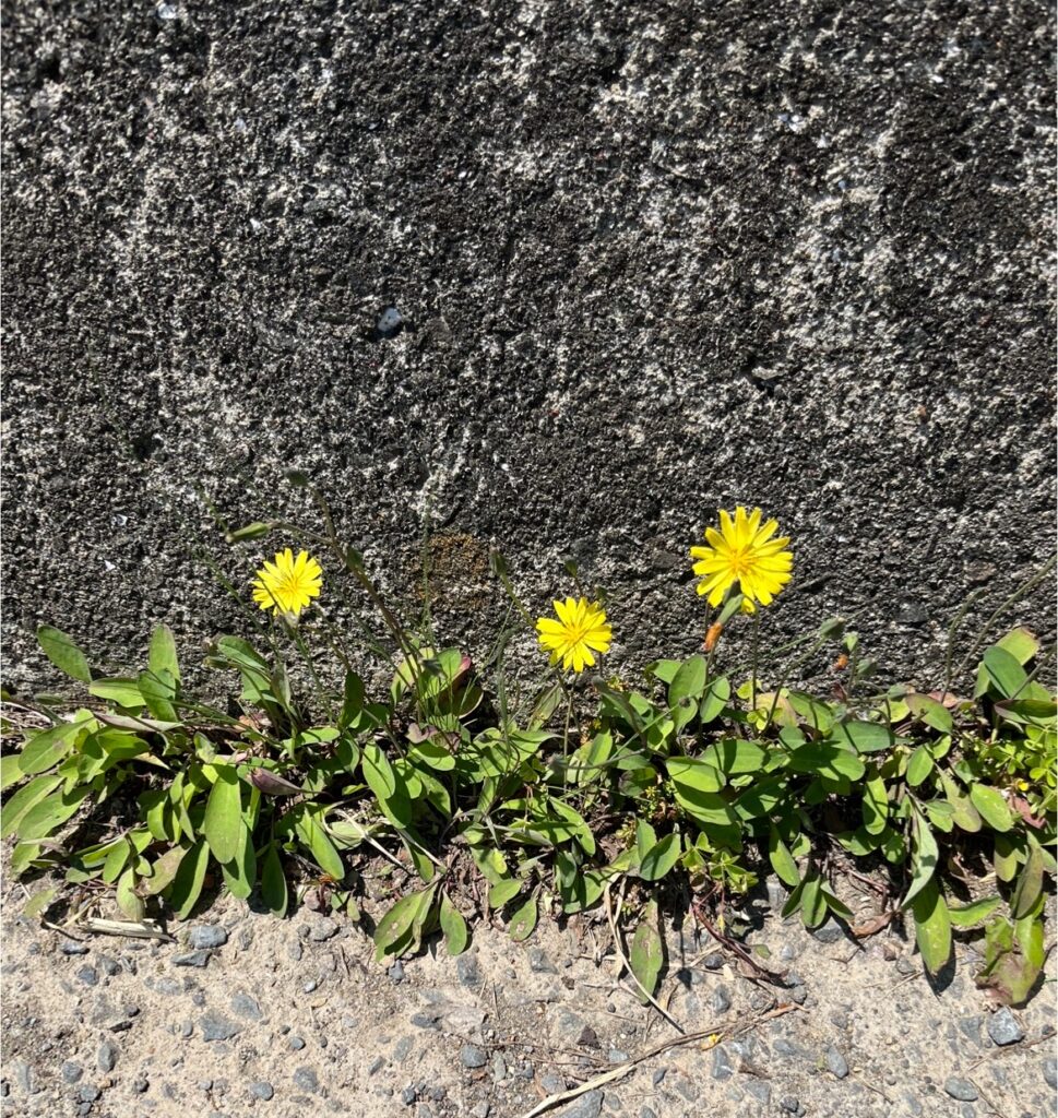 コンクリートの間に咲くタンポポ